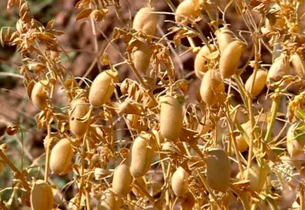 برداشت مکانیزه نخود؛ تحولی نو در پایداری تولید در آذربایجان‌غربی