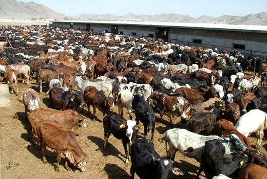 تلقیح مصنوعی گاوهای بومی سیستان وبلوچستان آغازشد