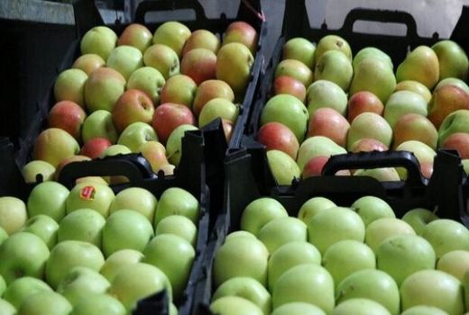 دولت بازار آشفته سیب سمیرم را ساماندهی کند