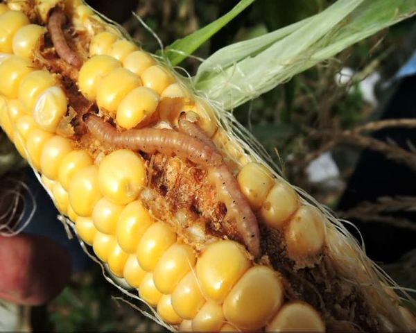 راهاندازی انسکتاریوم تولید زنبور تلنموس برای نجات مزارع ذرت