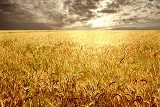 آغاز کشت پائیزه گندم و جو در شمال‌غرب کشور