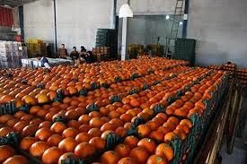 ذخیرهسازی 20 هزار تن مرکبات در آمل