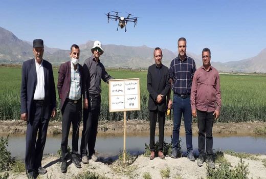 کشاورزی هوشمند در دست نگهبانان خوشه‌های طلایی