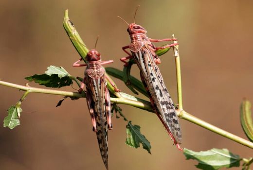 مبارزه با ملخ در مزارع خراسان رضوی