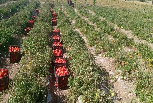 خرید تضمینی 26 هزار تن گوجه فرنگی در کردستان
