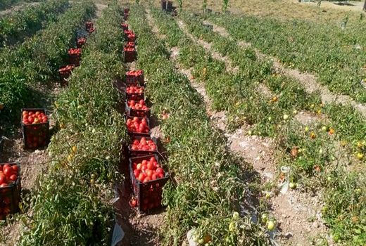 خرید تضمینی 26 هزار تن گوجه فرنگی در کردستان