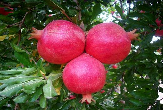 انار نی ریز در بازار های جهانی عرضه می شود 