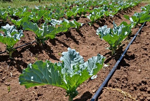 اجرای 918 هزار هکتار سامانه نوین آبیاری در 5 سال اخیر