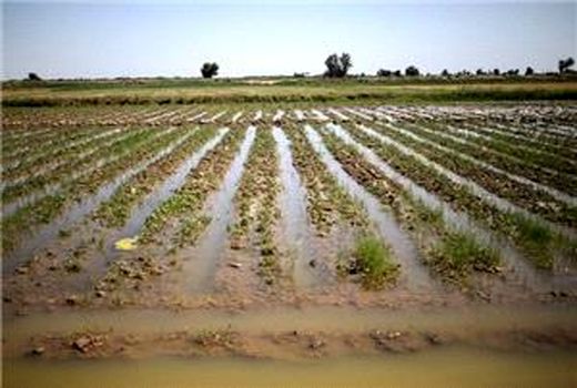 آخرین وضعیت پرداخت غرامت به بخش کشاورزی استان های سیل زده