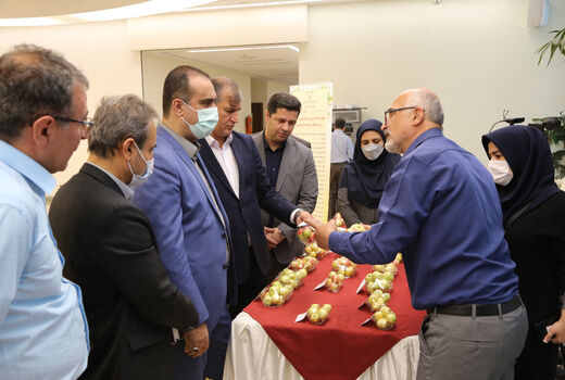 رونمایی از ۹۱ ژنوتیپ امیدبخش سیب 