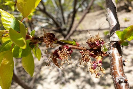 هشدار مدیریت بحران چهارمحال و بختیاری نسبت به سرمازدگی محصولات کشاورزی 