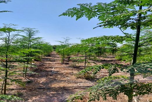 آغاز برداشت گیاه دارویی مورینگا در کازرون