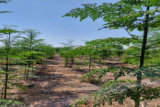 آغاز برداشت گیاه دارویی مورینگا در کازرون
