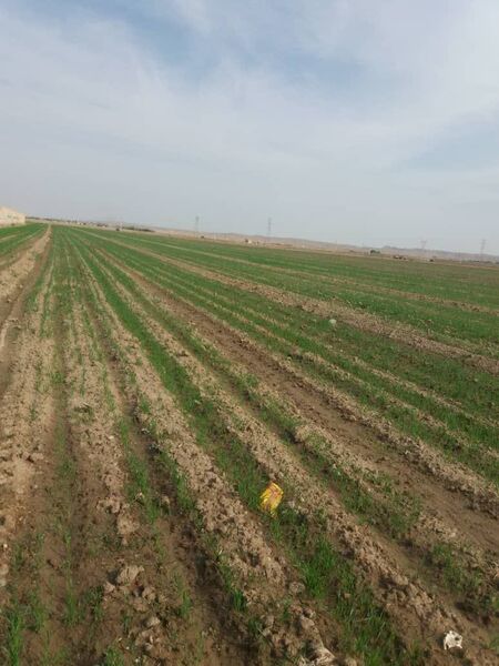 کاشت گندم در مزارع ابی ودیم شهرستان دهلران