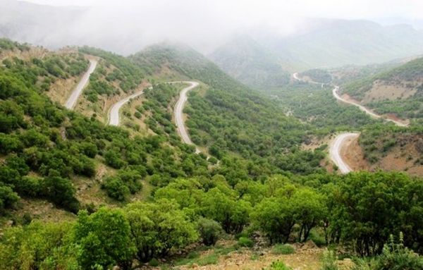 دخالت انسان عامل تخریب جنگل‌های زاگرس  