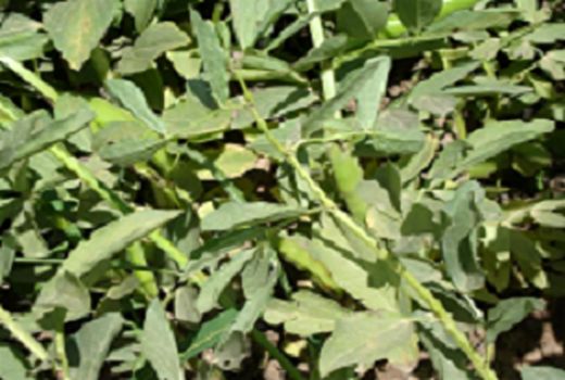 برداشت محصول باقلا از مزارع کشاورزی شهرستان طارم