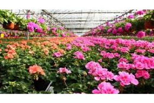 15 هزار گلدان گل از نوشهر به خارج کشور صادر شد