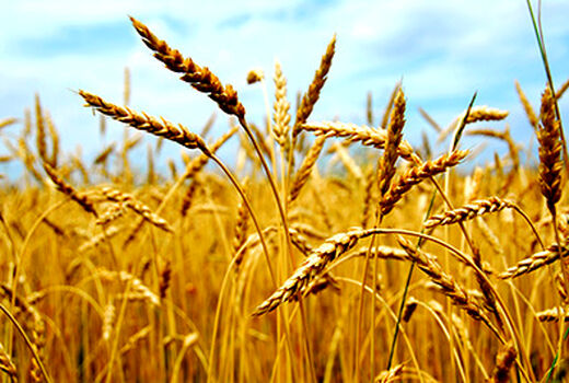 خرید تضمینی بیش از ۲۲۴ هزار تن گندم در آذربایجان غربی 