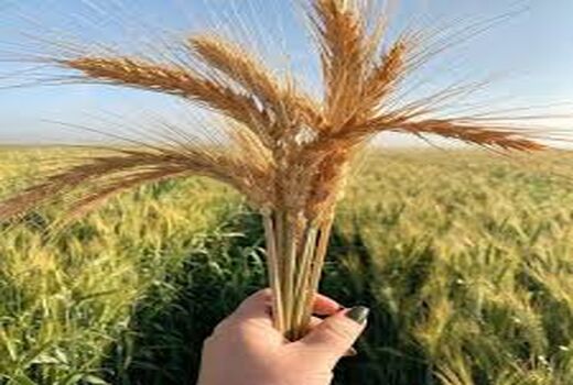 کردستان، سرزمین خوشه‌های طلایی