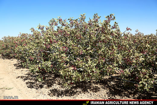 تولید پسته به یک پنجم سال گذشته رسیده