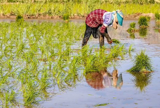 ارقام جدید برنج امسال به شالیزار‌ها می‌رود
