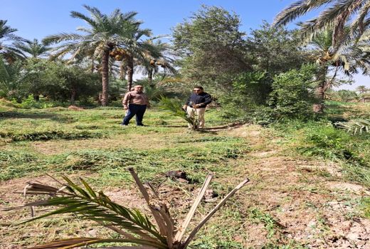 گسترش کشت ارقام اقتصادی نخیلات در آبادان