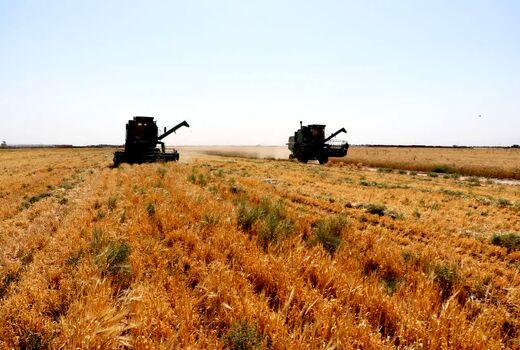 آغاز برداشت خوشه‌های طلایی از مزارع کشاورزی استان قزوین