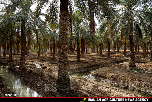 احیای نخلستان‌های جنوب