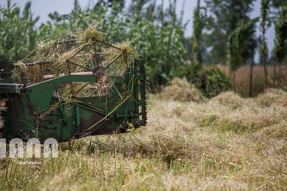 برداشت کلزا