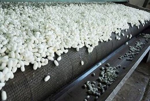 بهره برداری از واحد پیله خشک کنی ابریشم جرگلان در فصل بهار جاری