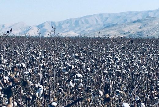  برداشت پنبه از مزارع قیروکارزین آغاز شد