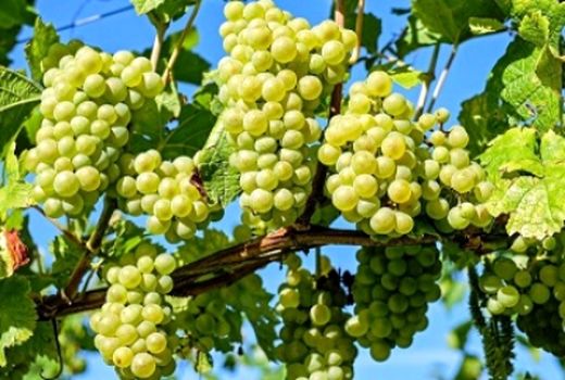 ۷ هزار تن انگور در شهرستان ایوان برداشت شد