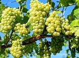 ۷ هزار تن انگور در شهرستان ایوان برداشت شد