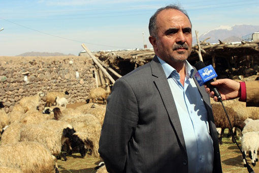 منطقه یکانات بخش یامچی شهرستان ویژه مرند، زیستگاه اصلی گوسفند نژاد ماکویی در استان آذربایجان شرقی
