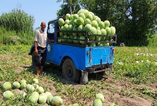 آغاز برداشت هندوانه در لنگرود