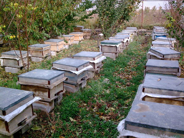 560 تن عسل در زنبورستانهای شهرستان قزوین تولید شد