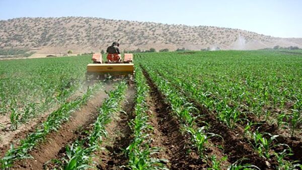 خراسان شمالی 452 هکتار اراضی کشاورزی قابل کشت دارد 