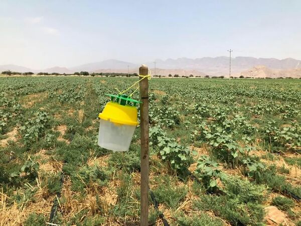 مبارزه بیولوژیک با آفات در ۸۵ هکتار از باغات چهارمحال و بختیاری