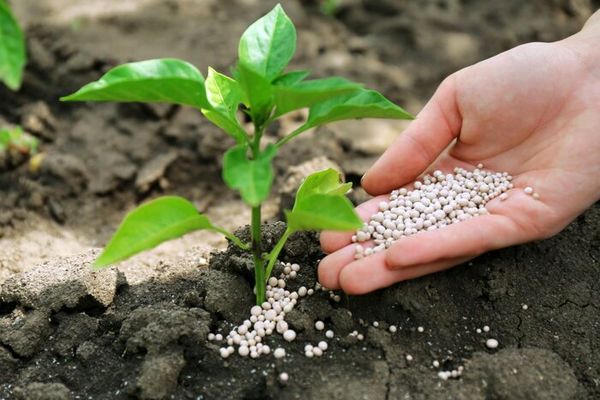 توزیع نزدیک به 3 هزار تن انواع کود شیمیایی در شهرستان اشنویه