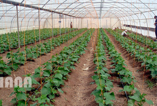 سهمیه 4.5 هکتاری برای توسعه گلخانه‌‌های خراسان جنوبی 