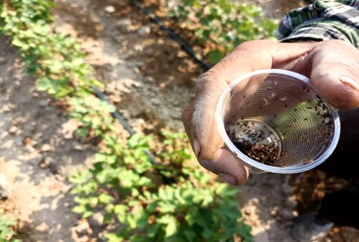 رهاسازی زنبور براکون در مزارع پنبه شهرستان زرین دشت