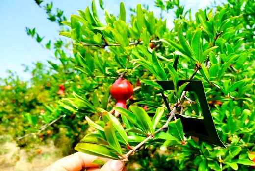 استفاده از عوامل بیولوژیک در باغات انار شهرستان جلفا