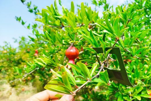 استفاده از عوامل بیولوژیک در باغات انار شهرستان جلفا