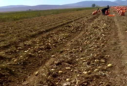 برداشت سیب زمینی از مزارع آباده آغاز شد 