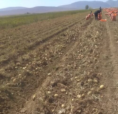 برداشت سیب زمینی از مزارع آباده آغاز شد 