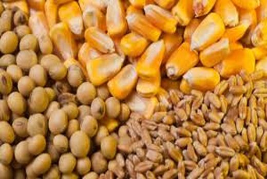 تولیدکنندگان دام و طیور نگران نباشند