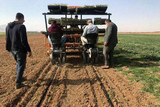 تولید ۲۶۰ هزار نشای گلدانی کلزا در کردستان 