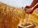 امسال ظرفیت داخلی پاسخگوی نیاز گندم کشور خواهد بود