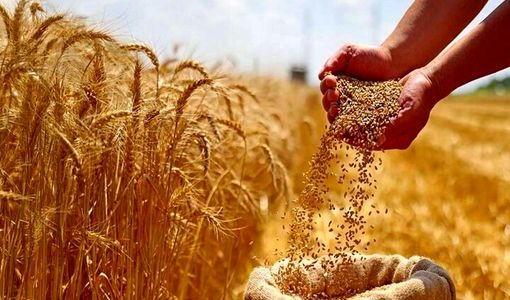 امسال ظرفیت داخلی پاسخگوی نیاز گندم کشور خواهد بود