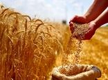 امسال ظرفیت داخلی پاسخگوی نیاز گندم کشور خواهد بود